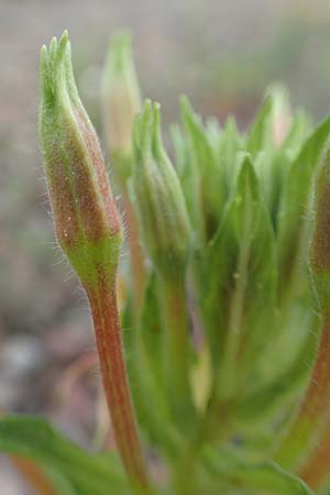 Oenothera oakesiana \ K�sten-Nachtkerze, Sand-Nachtkerze / Sandy Evening Primrose, D Karlsruhe 27.7.2017