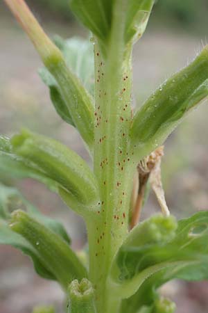 Oenothera oakesiana \ K�sten-Nachtkerze, Sand-Nachtkerze / Sandy Evening Primrose, D Karlsruhe 27.7.2017