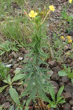 Oenothera oakesiana \ K�sten-Nachtkerze, Sand-Nachtkerze / Sandy Evening Primrose, D Karlsruhe 27.7.2017