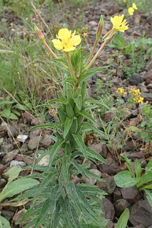 Oenothera oakesiana \ K�sten-Nachtkerze, Sand-Nachtkerze / Sandy Evening Primrose, D Karlsruhe 27.7.2017