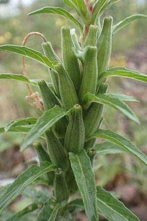Oenothera oakesiana \ K�sten-Nachtkerze, Sand-Nachtkerze / Sandy Evening Primrose, D Karlsruhe 27.7.2017