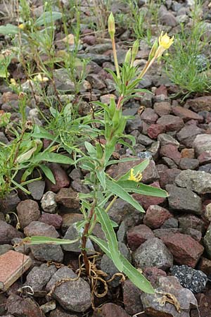 Oenothera oakesiana \ K�sten-Nachtkerze, Sand-Nachtkerze / Sandy Evening Primrose, D Karlsruhe 27.7.2017