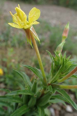 Oenothera oakesiana \ K�sten-Nachtkerze, Sand-Nachtkerze / Sandy Evening Primrose, D Karlsruhe 27.7.2017