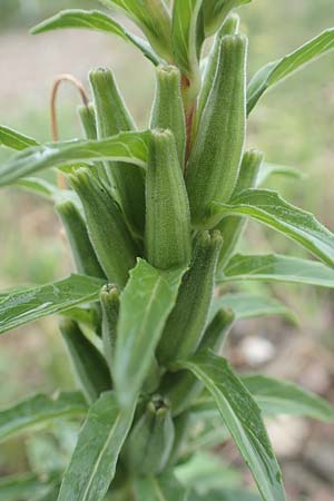 Oenothera oakesiana \ K�sten-Nachtkerze, Sand-Nachtkerze / Sandy Evening Primrose, D Karlsruhe 27.7.2017