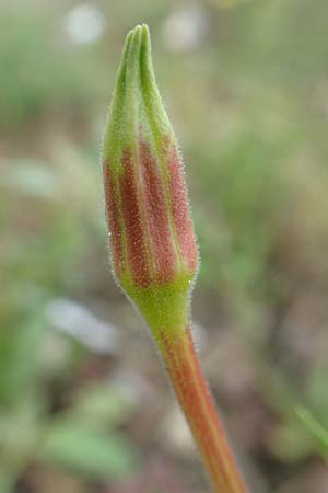 Oenothera oakesiana \ K�sten-Nachtkerze, Sand-Nachtkerze / Sandy Evening Primrose, D Karlsruhe 27.7.2017