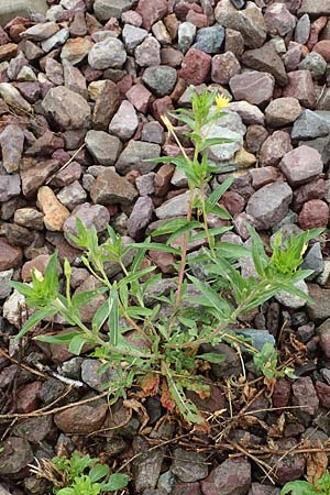 Oenothera oakesiana \ K�sten-Nachtkerze, Sand-Nachtkerze / Sandy Evening Primrose, D Karlsruhe 27.7.2017