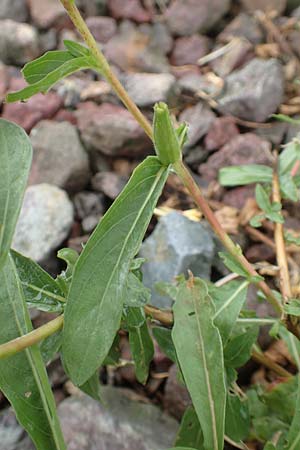 Oenothera oakesiana \ K�sten-Nachtkerze, Sand-Nachtkerze / Sandy Evening Primrose, D Karlsruhe 27.7.2017
