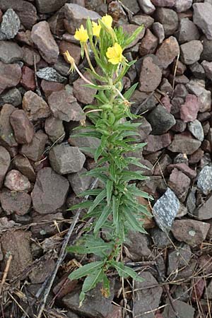 Oenothera oakesiana \ K�sten-Nachtkerze, Sand-Nachtkerze / Sandy Evening Primrose, D Karlsruhe 27.7.2017