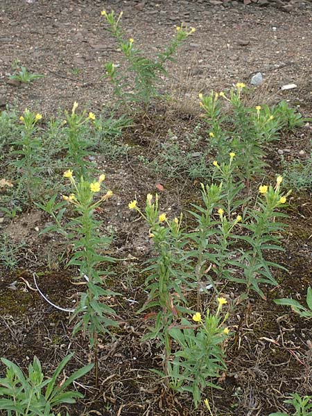 Oenothera oakesiana \ K�sten-Nachtkerze, Sand-Nachtkerze / Sandy Evening Primrose, D Karlsruhe 27.7.2017