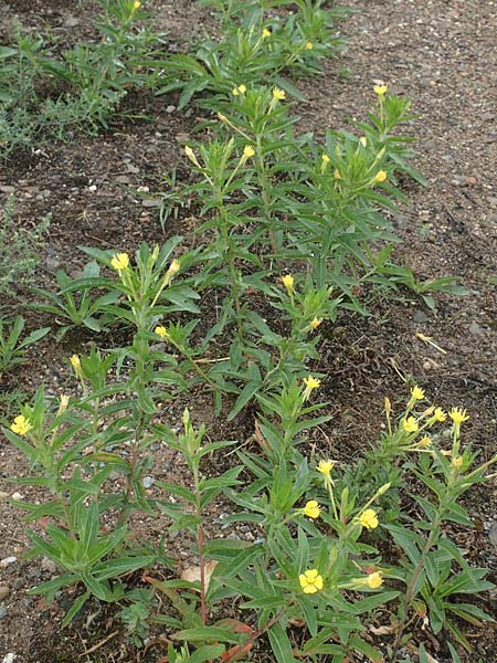 Oenothera oakesiana \ K�sten-Nachtkerze, Sand-Nachtkerze / Sandy Evening Primrose, D Karlsruhe 27.7.2017