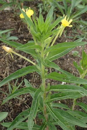 Oenothera oakesiana \ K�sten-Nachtkerze, Sand-Nachtkerze / Sandy Evening Primrose, D Karlsruhe 27.7.2017