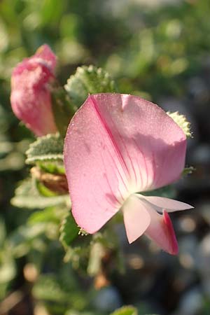 Ononis repens subsp. procurrens \ Kriechende Hauhechel / Common Restharrow, D D&uuml;sseldorf-Lohausen 27.9.2017