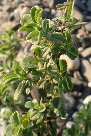 Ononis repens subsp. procurrens \ Kriechende Hauhechel / Common Restharrow, D D&uuml;sseldorf-Lohausen 27.9.2017