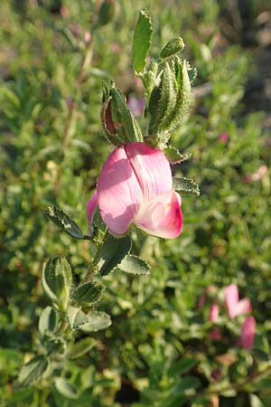 Ononis repens subsp. procurrens \ Kriechende Hauhechel / Common Restharrow, D D&uuml;sseldorf-Lohausen 27.9.2017