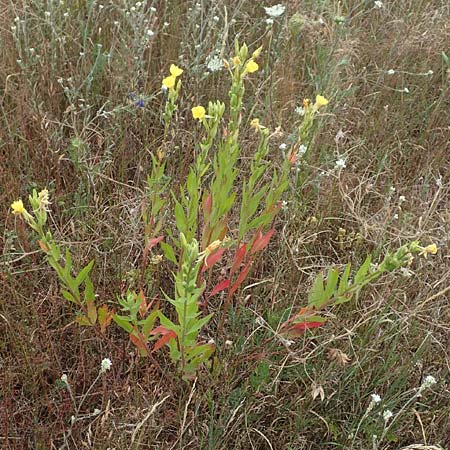 Oenothera rubriaxis \ Rotachsige Nachtkerze / Red-Axis Evening Primrose, D M&ouml;rfelden-Walldorf 29.6.2018