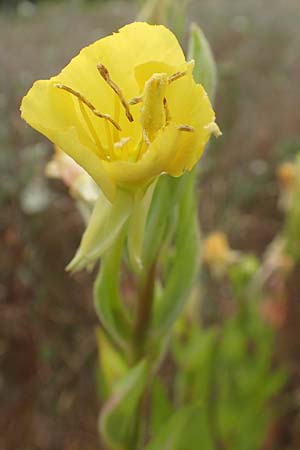 Oenothera rubriaxis \ Rotachsige Nachtkerze / Red-Axis Evening Primrose, D M&ouml;rfelden-Walldorf 29.6.2018