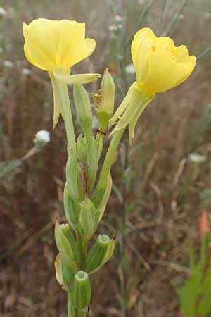 Oenothera rubriaxis \ Rotachsige Nachtkerze / Red-Axis Evening Primrose, D M&ouml;rfelden-Walldorf 29.6.2018