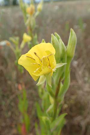 Oenothera rubriaxis \ Rotachsige Nachtkerze / Red-Axis Evening Primrose, D M&ouml;rfelden-Walldorf 29.6.2018