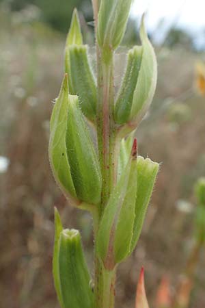 Oenothera rubriaxis \ Rotachsige Nachtkerze / Red-Axis Evening Primrose, D M&ouml;rfelden-Walldorf 29.6.2018