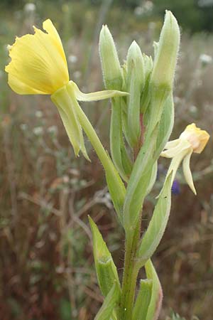 Oenothera rubriaxis \ Rotachsige Nachtkerze / Red-Axis Evening Primrose, D M&ouml;rfelden-Walldorf 29.6.2018