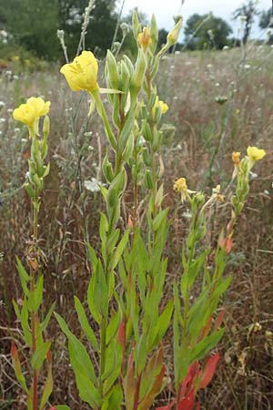Oenothera rubriaxis \ Rotachsige Nachtkerze / Red-Axis Evening Primrose, D M&ouml;rfelden-Walldorf 29.6.2018
