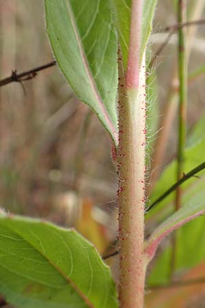 Oenothera rubriaxis \ Rotachsige Nachtkerze / Red-Axis Evening Primrose, D M&ouml;rfelden-Walldorf 29.6.2018
