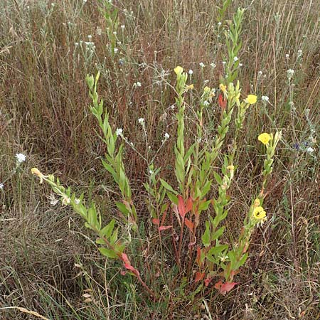 Oenothera rubriaxis \ Rotachsige Nachtkerze / Red-Axis Evening Primrose, D M&ouml;rfelden-Walldorf 29.6.2018