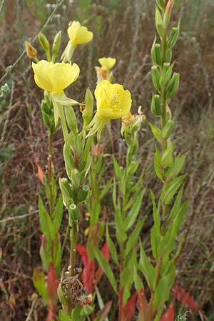 Oenothera rubriaxis \ Rotachsige Nachtkerze / Red-Axis Evening Primrose, D M&ouml;rfelden-Walldorf 29.6.2018
