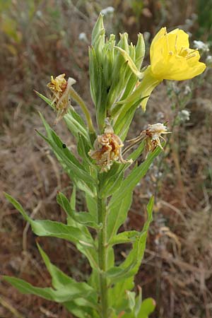 Oenothera rubriaxis \ Rotachsige Nachtkerze / Red-Axis Evening Primrose, D M&ouml;rfelden-Walldorf 29.6.2018