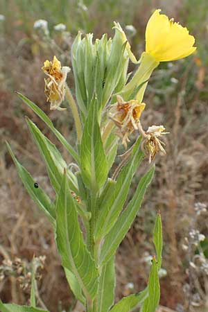 Oenothera rubriaxis \ Rotachsige Nachtkerze / Red-Axis Evening Primrose, D M&ouml;rfelden-Walldorf 29.6.2018