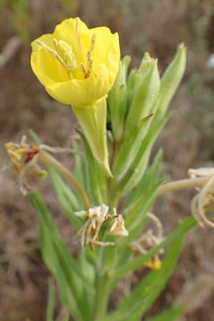 Oenothera rubriaxis \ Rotachsige Nachtkerze / Red-Axis Evening Primrose, D M&ouml;rfelden-Walldorf 29.6.2018