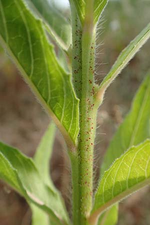 Oenothera rubriaxis \ Rotachsige Nachtkerze / Red-Axis Evening Primrose, D M&ouml;rfelden-Walldorf 29.6.2018
