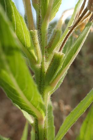 Oenothera rubriaxis \ Rotachsige Nachtkerze / Red-Axis Evening Primrose, D M&ouml;rfelden-Walldorf 29.6.2018