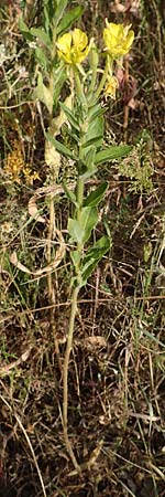 Oenothera spec3 ? \ Nachtkerze / Evening Primrose, D M&ouml;rfelden-Walldorf 6.7.2018