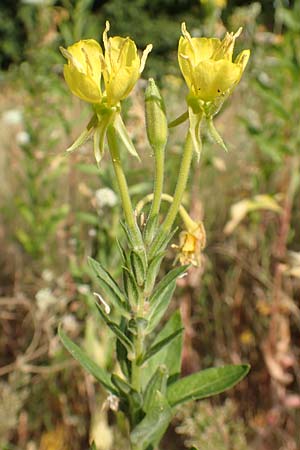 Oenothera spec3 ? \ Nachtkerze / Evening Primrose, D M&ouml;rfelden-Walldorf 6.7.2018