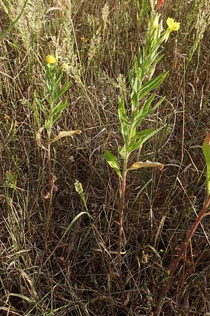 Oenothera spec3 ? \ Nachtkerze / Evening Primrose, D M&ouml;rfelden-Walldorf 6.7.2018
