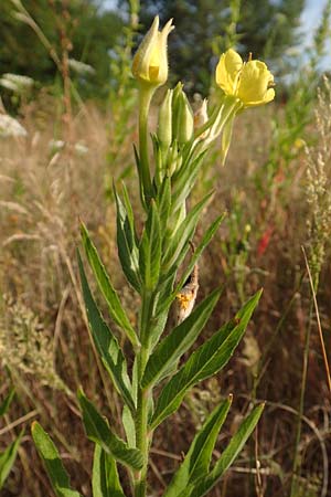 Oenothera spec3 ? \ Nachtkerze / Evening Primrose, D M&ouml;rfelden-Walldorf 6.7.2018