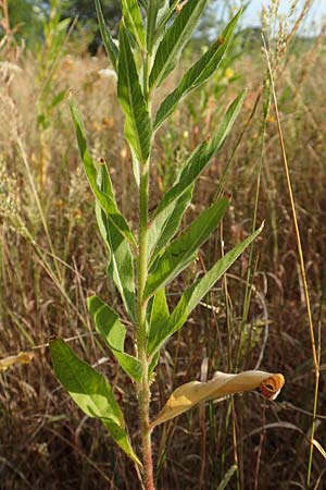Oenothera spec3 ? \ Nachtkerze / Evening Primrose, D M&ouml;rfelden-Walldorf 6.7.2018