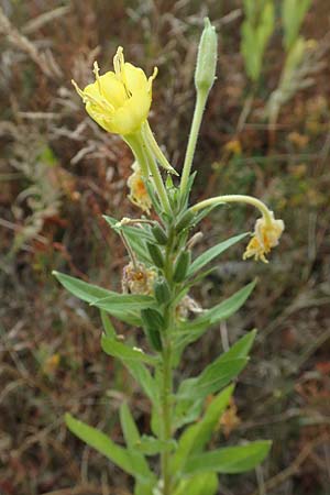 Oenothera spec3 ? \ Nachtkerze / Evening Primrose, D M&ouml;rfelden-Walldorf 6.7.2018