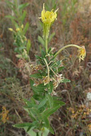 Oenothera spec3 ? \ Nachtkerze / Evening Primrose, D M&ouml;rfelden-Walldorf 6.7.2018