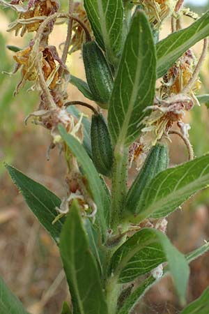 Oenothera spec3 ? \ Nachtkerze / Evening Primrose, D M&ouml;rfelden-Walldorf 6.7.2018