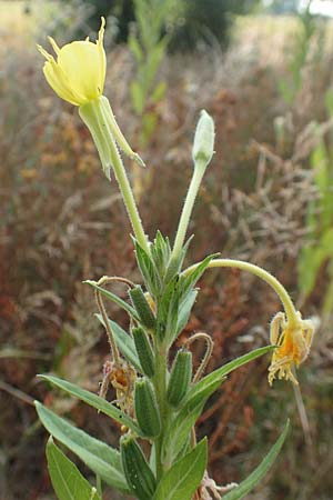Oenothera spec3 ? \ Nachtkerze / Evening Primrose, D M&ouml;rfelden-Walldorf 6.7.2018