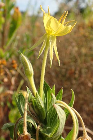 Oenothera spec3 ? \ Nachtkerze / Evening Primrose, D M&ouml;rfelden-Walldorf 6.7.2018