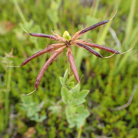 Lotus corniculatus \ Gew�hnlicher Hornklee / Bird's-Foot Deervetch, D Schwarzwald/Black-Forest, Unterstmatt 5.9.2019