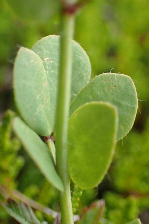 Lotus corniculatus \ Gew�hnlicher Hornklee / Bird's-Foot Deervetch, D Schwarzwald/Black-Forest, Unterstmatt 5.9.2019