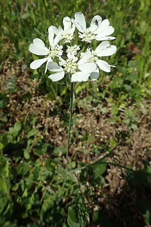 Orlaya grandiflora \ Gro�bl�tiger Breitsame / Large-Flowered Orlaya, D Bruchsal 27.5.2020