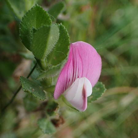 Ononis repens subsp. procurrens \ Kriechende Hauhechel / Common Restharrow, D Hohwacht 14.9.2021