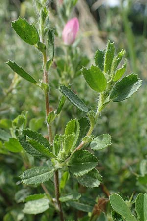 Ononis repens subsp. procurrens \ Kriechende Hauhechel / Common Restharrow, D Dorsten 20.6.2022