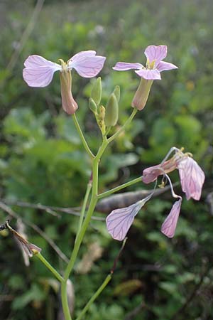 Raphanus sativus var. oleiformis \ �l-Rettich / Oil Radish, Fodder Radish, D Odenwald, Rimbach 24.10.2022