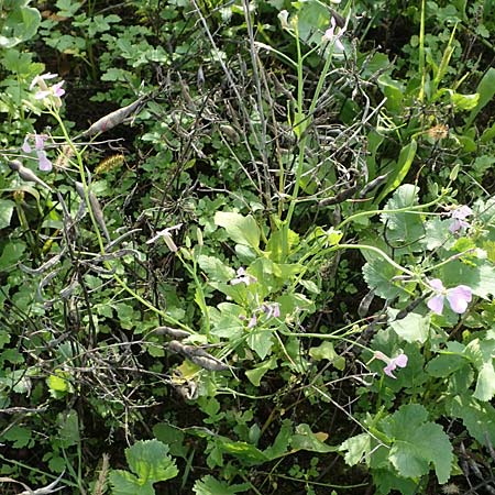 Raphanus sativus var. oleiformis \ �l-Rettich / Oil Radish, Fodder Radish, D Odenwald, Rimbach 24.10.2022